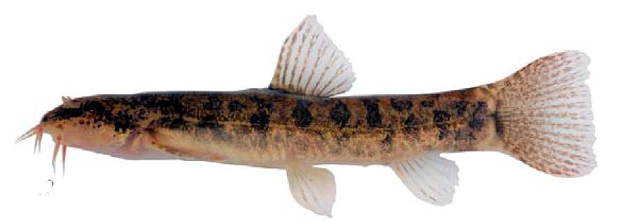 Barbatula barbatula_07.jpg